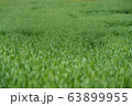 チョンボリ 初夏 麦畑 63899955