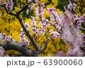 レンギョウ 桜 ツツジ 63900060