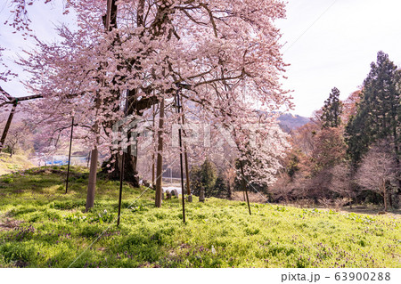 福島県　川俣町　秋山の駒ザクラ 63900288