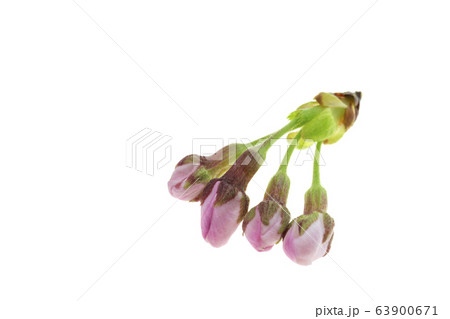 桜のつぼみ 63900671