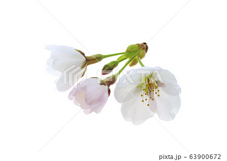 桜の花 桜の花 63900672