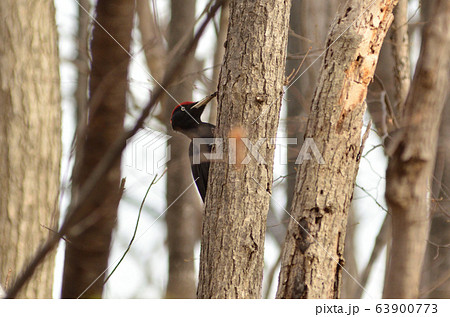 2020 04 01 クマゲラ 宮丘公園 札幌市 2020 04 01 クマゲラ 宮丘公園 札幌市 63900773