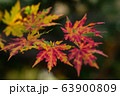 紅葉 葉 木の葉 63900809