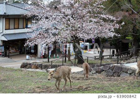 奈良公園の桜と鹿 63900842