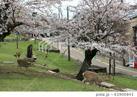 奈良公園の桜と鹿 63900843