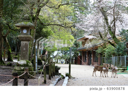 奈良公園の桜と鹿 63900878