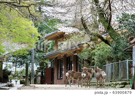 奈良公園の桜と鹿 63900879