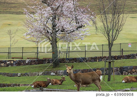 奈良公園の桜と鹿 奈良公園の桜と鹿 63900908