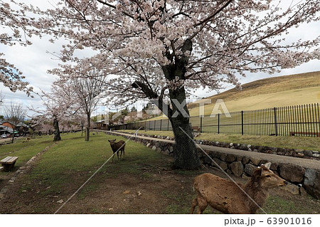 奈良公園の桜と鹿 63901016