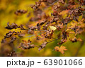 紅葉 秋 落葉 63901066