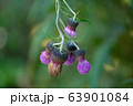 芽 紫 つぼみ 63901084