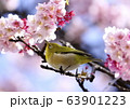 メジロと桜 63901223