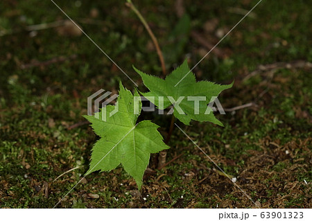 自然 植物 ハリギリ 実生です 成長すると二十メートルにもなる大木ですがいまは五センチほどの写真素材
