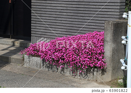 門と芝桜 門と芝桜 63901822