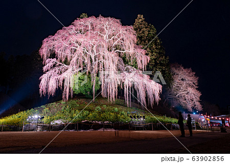 福島県　合戦場の桜　ライトアップ　夜桜 63902856