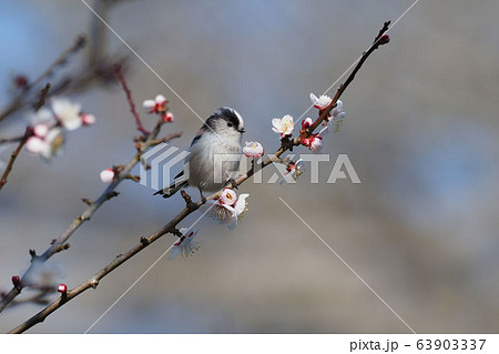 エナガと梅 63903337