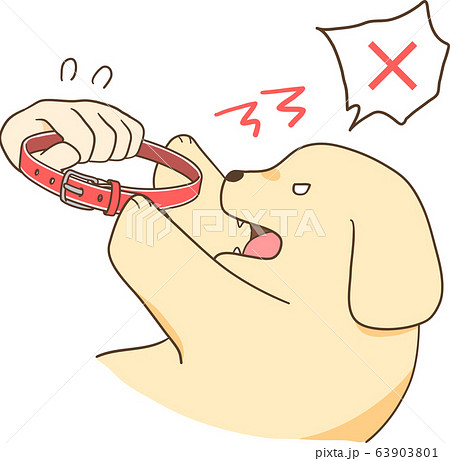 ゴールデンレトリバーの子犬 首輪を嫌がる のイラスト素材