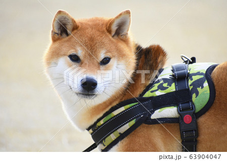 柴犬 63904047