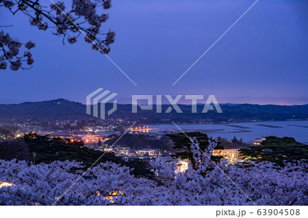 宮城県　松島町　満開の桜と西行戻しの松公園　春の松島湾の夜景 63904508