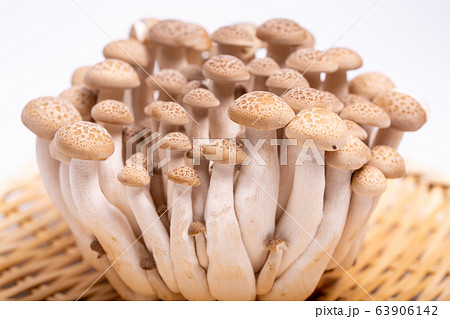 ブナシメジ 63906142