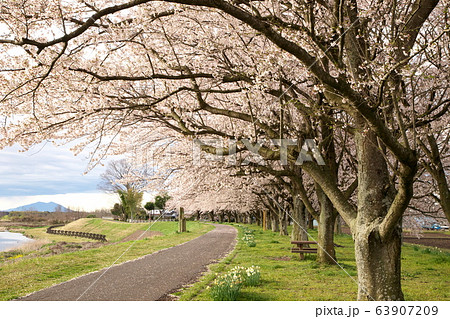 石井の桜づつみ 63907209