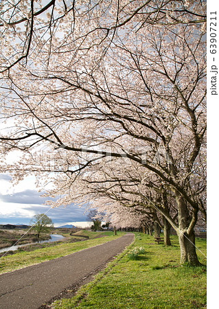 石井の桜づつみ 石井の桜づつみ 63907211