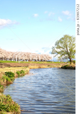 石井の桜づつみ 石井の桜づつみ 63907212