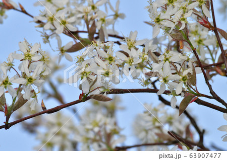 アメリカザイフリボクと推定される花木の白色の花を撮影した写真 アメリカザイフリボクと推定される花木の白色の花を撮影した写真 63907477