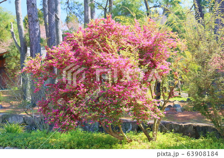 アカバナトキワマンサクの花 63908184