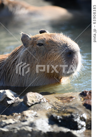 カピバラ温泉 63908385