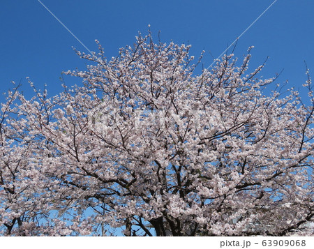 サクラ Cherry blossom サクラ Cherry blossom 63909068