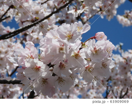 サクラ Cherry blossom サクラ Cherry blossom 63909069