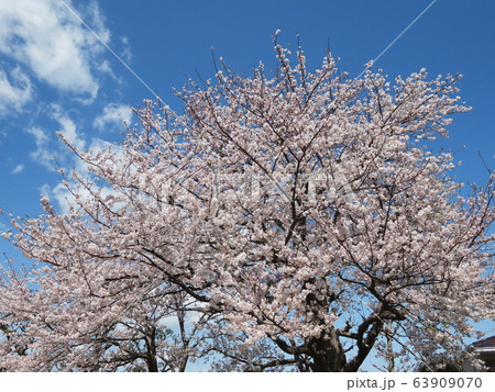 サクラ Cherry blossom サクラ Cherry blossom 63909070