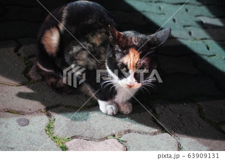 猫 63909131