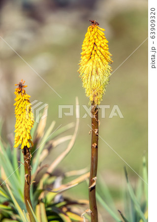 flower of Kniphofia foliosa, Bale Mountains, 63909320