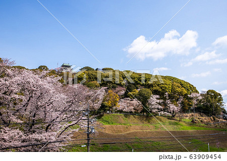 小牧山城　桜 63909454