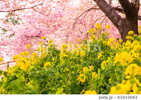 神奈川県 河津桜と菜の花の夕景の写真素材