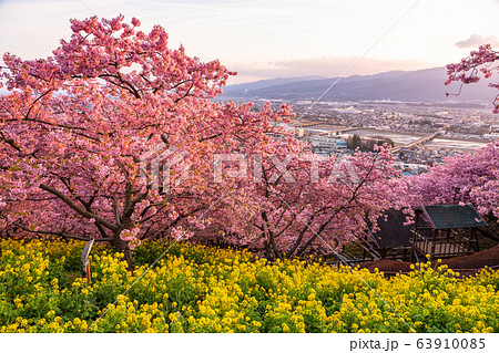 《神奈川県》河津桜と菜の花の夕景 63910085