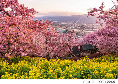 《神奈川県》河津桜と菜の花の夕景 63910086