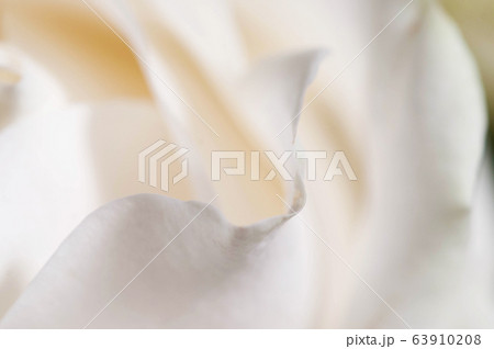 Rose flower fragment macro 63910208