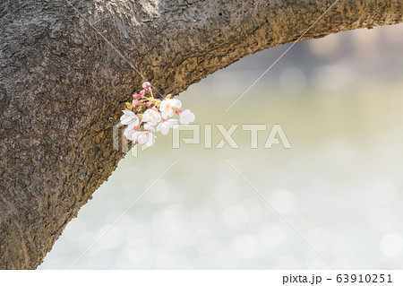 大木に隠れた小さな桜の芽/Hidden Cherry Buds_1 大木に隠れた小さな桜の芽/Hidden Cherry Buds_1 63910251