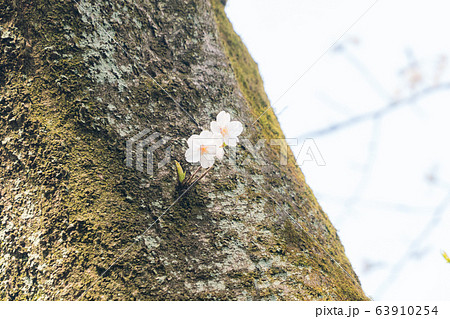 大木に隠れた小さな桜の芽/Hidden Cherry Buds_3 大木に隠れた小さな桜の芽/Hidden Cherry Buds_3 63910254
