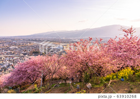 《神奈川県》河津桜の夕景・西平畑公園 《神奈川県》河津桜の夕景・西平畑公園 63910268