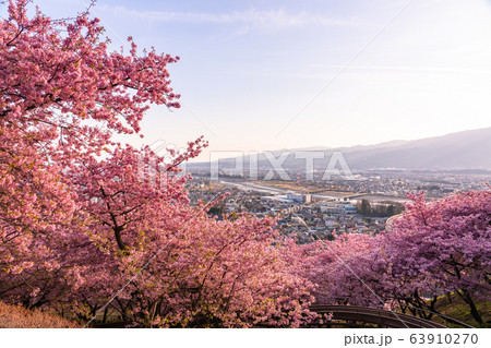 《神奈川県》河津桜の夕景・西平畑公園 63910270