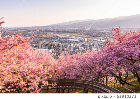《神奈川県》河津桜の夕景・西平畑公園 《神奈川県》河津桜の夕景・西平畑公園 63910273