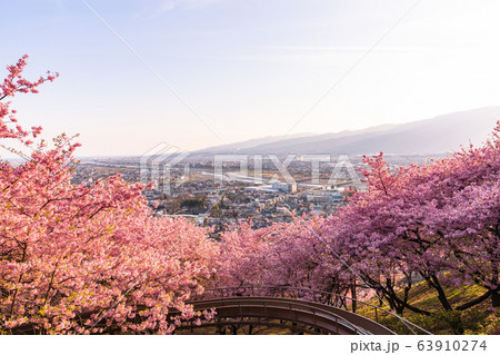 《神奈川県》河津桜の夕景・西平畑公園 《神奈川県》河津桜の夕景・西平畑公園 63910274