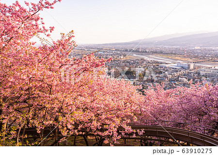 《神奈川県》河津桜の夕景・西平畑公園 63910275
