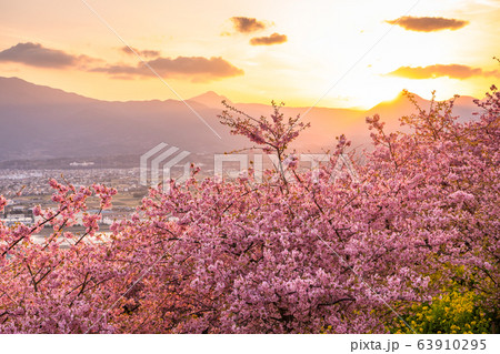 《神奈川県》河津桜の夕景・西平畑公園 63910295