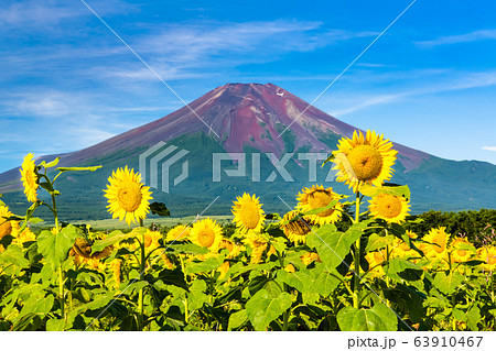 山梨県 山中湖花の都公園から見るヒマワリと富士山 63910467