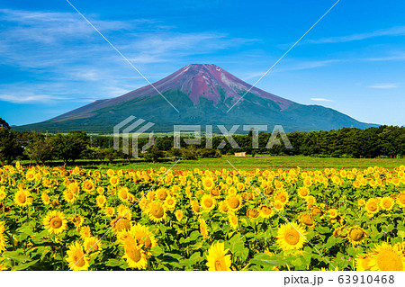 山梨県 山中湖花の都公園から見るヒマワリと富士山 山梨県 山中湖花の都公園から見るヒマワリと富士山 63910468